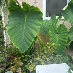 Elephant Ears 