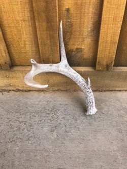 Coues Deer Antler