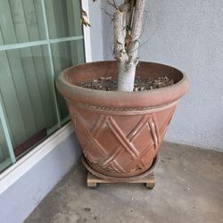 Large Plastic Planter - Free