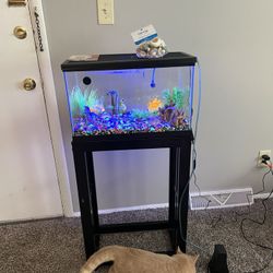 Fish Tank 