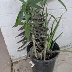 $11    Tres  Plantitas Juntaa En La.Maseta . Grandesita