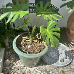 Monstera Deliciosa in Beautiful Ceramic Pot– Stunning & Healthy