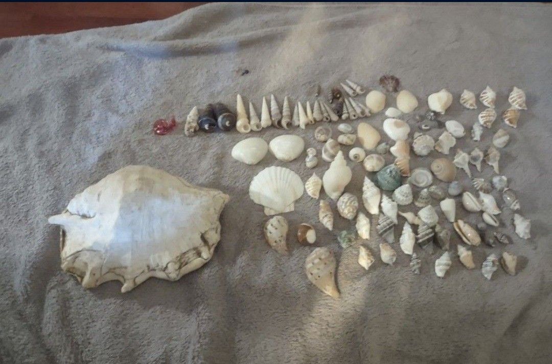 115 Decorative Craft Shells Will Not Separate