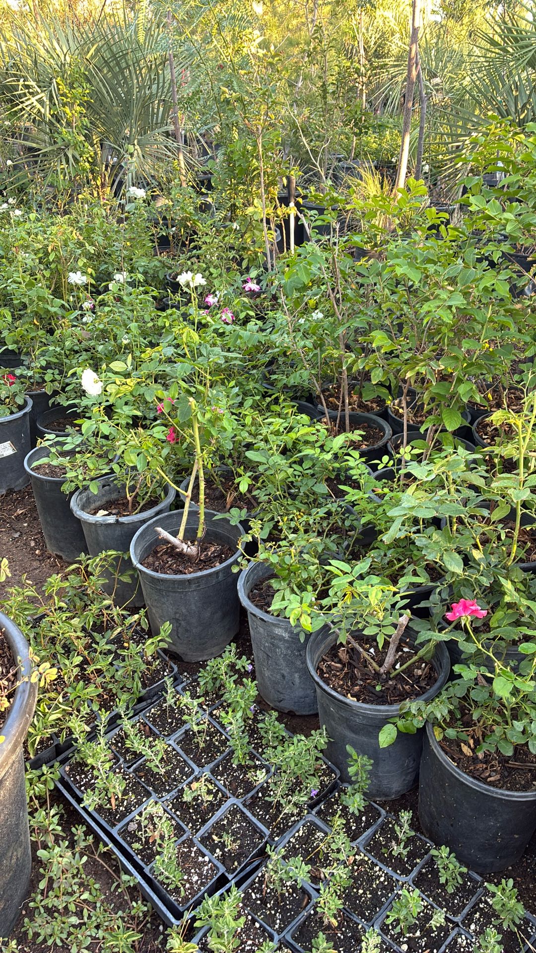 Plants For Sell