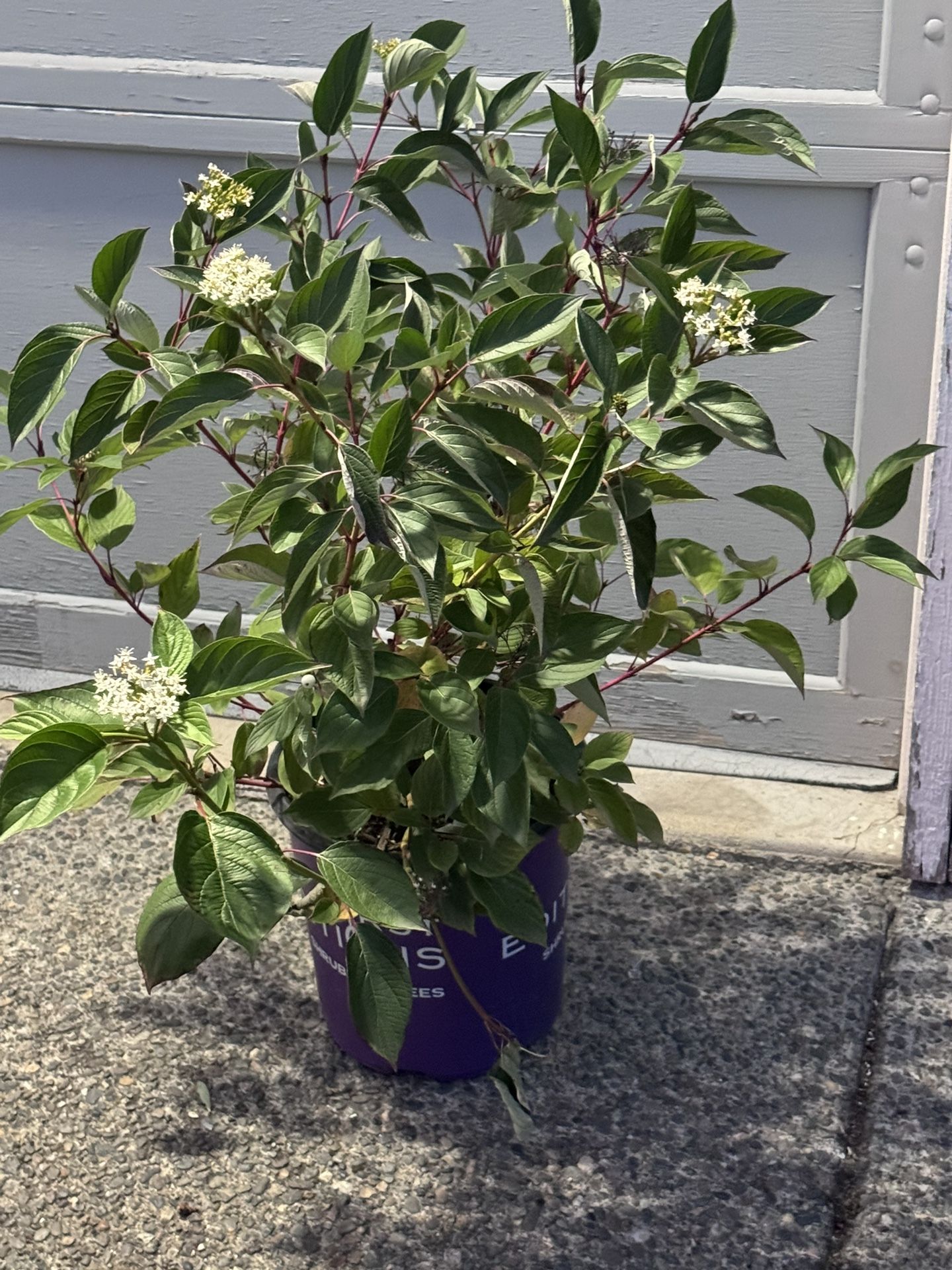 Firedance Dogwood Blooming Now With White Flowers