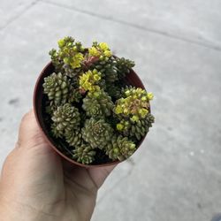 4” Red Sedum
