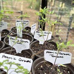 Atomic Grape Tomato plants