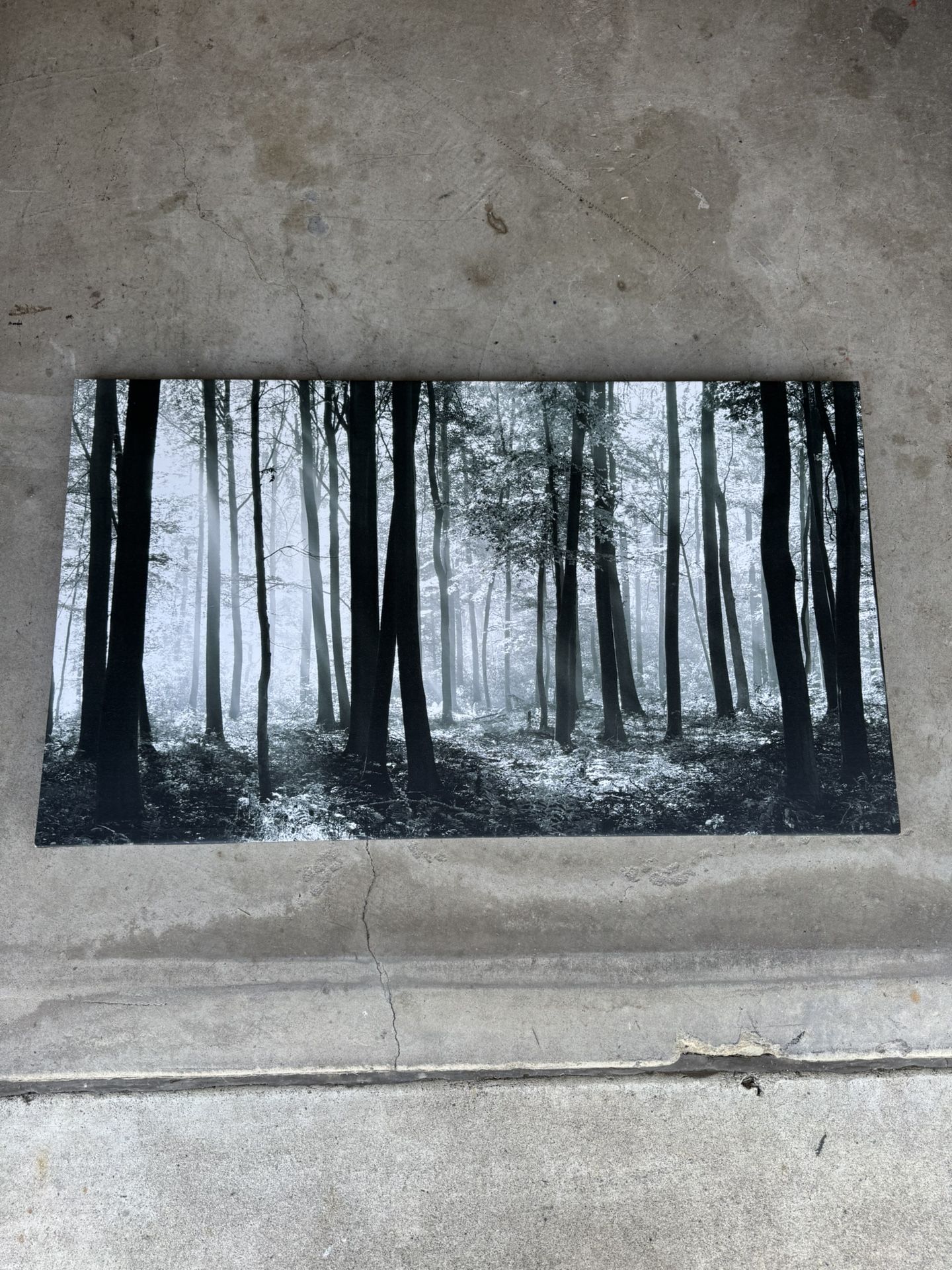 Black And White Woods Photo Wall Art