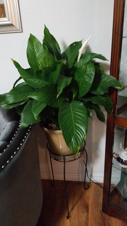 White Premium Sympathy Peace Lily - Indoor Plants House