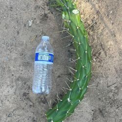 Cacti Cuttings - Eve's Needle & Jade. Most Stems are Over 18” Long. ONLY: $10 or 2 for $15.  AKA:  Austrocylindropuntia Subulata - Eve's Needle And Cr