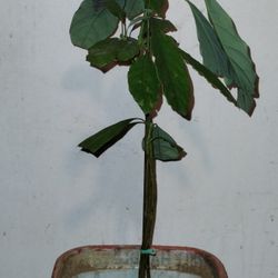 Organic Avocado 🥑 Tree 