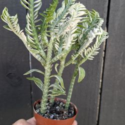 Devil's Backbone Variegated Plant 2" Pot - Indoor House Plants