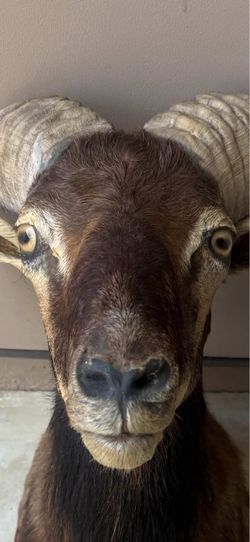 Corsican Ram Taxidermy