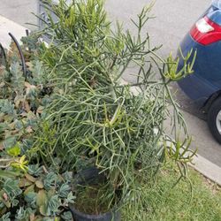 Big 5 Gallon Potted Pencil Cactus Plant