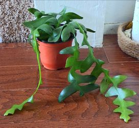 Live Healthy Shark tooth Houseplants with nursery pots $9