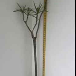 Low maintenance Dracena marginata  62”