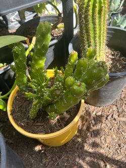 Cactus