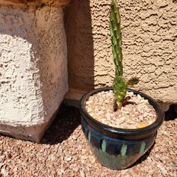 Sunburst Prickly Pear In Ceramic Pot