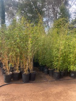 Bamboo Plants- Multiple Varieties Available- Approximately 4- 6 Feet Tall - 5 Gallon Size