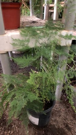 Argap fern 1 gal pot only 5 plant available
