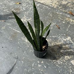 Snake Plant 