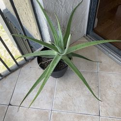 Big Aloe Plant