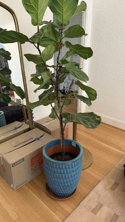 Extra Large fiddle leaf Fig - 6ft Tall With Gorgeous Pot