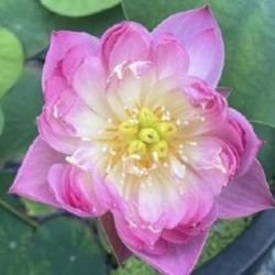 Micro Lotus 