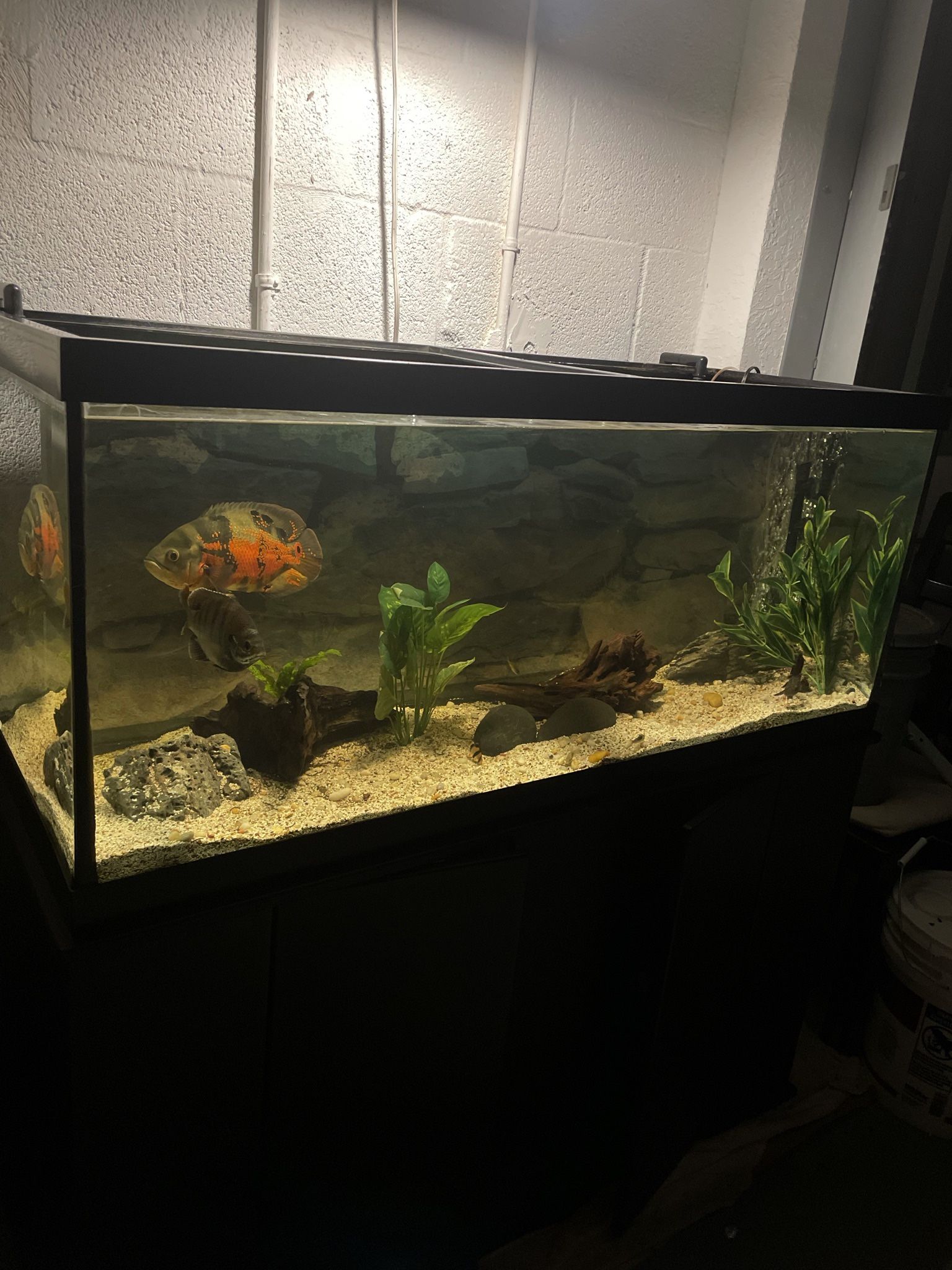 75 Gallon Tank