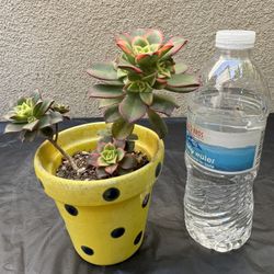 Haworths Aeonium Succulent Plant