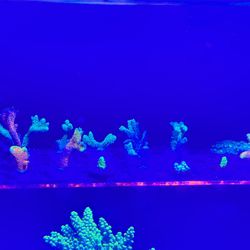 Christmas Reef Saltwater Coral Aquarium Decorations