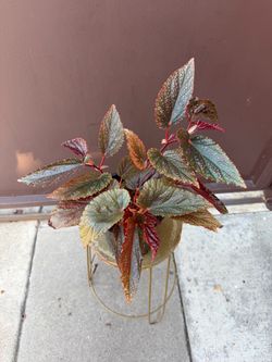 6” begonia benigo pink
