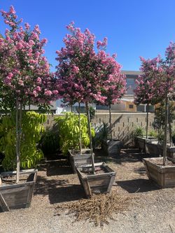 Crape myrtle Muskogee