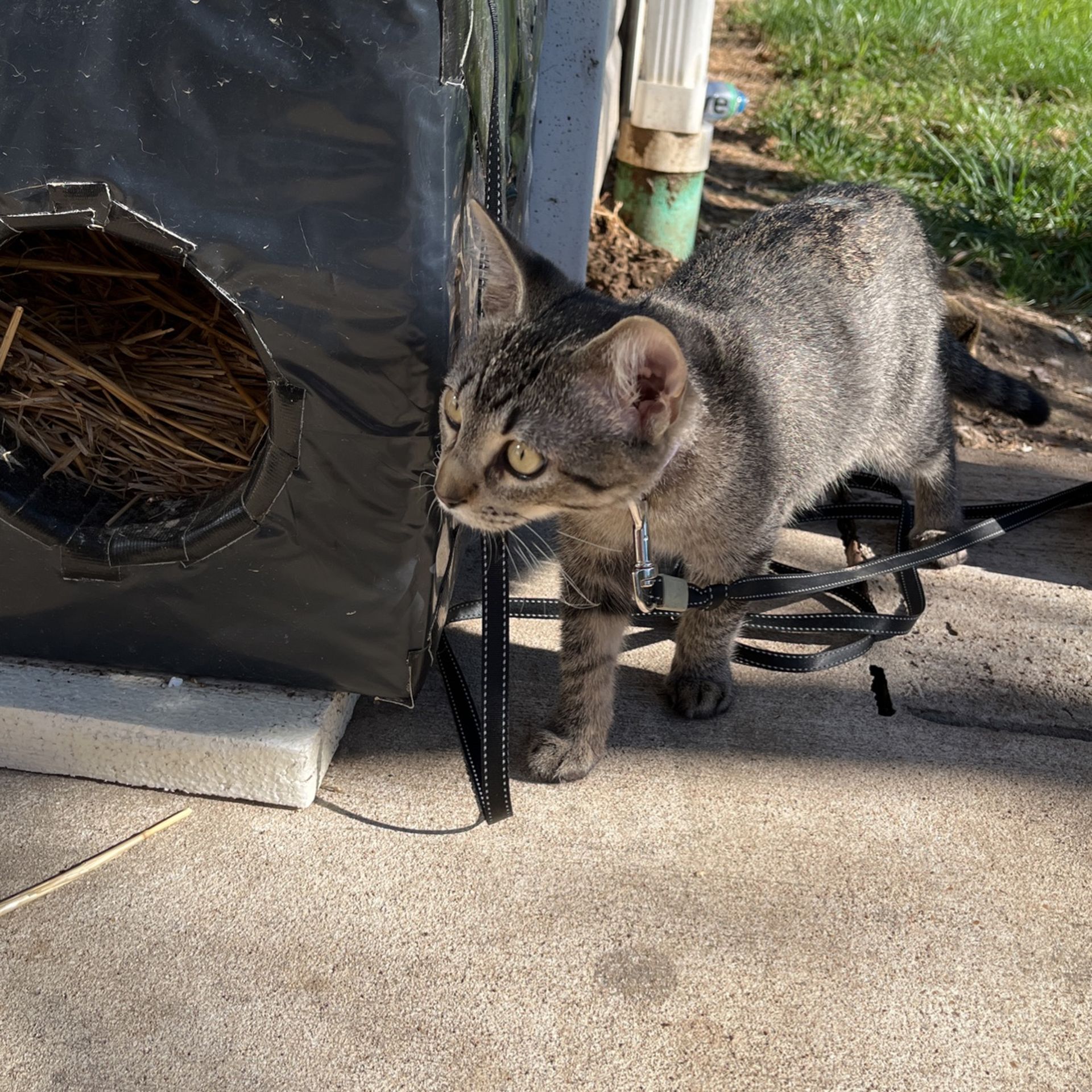 Lost Cat In Hazelwood  Finn Apartments 