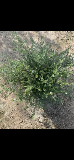 Coastal Rosemary (Westringia fruticosa) – 5 Gallon