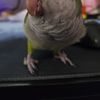 Ivan