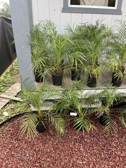 Palm