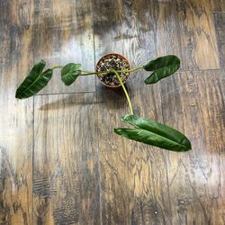 Philodendron Billietiea Plant With New Growth