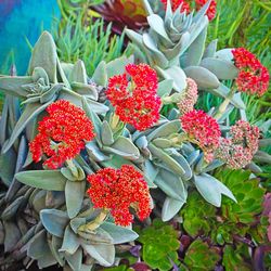 Propeller Plant - Crassula Falcata 🌱