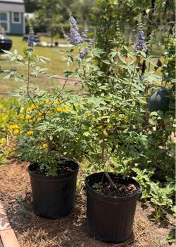 Vitex Chaste Tree Plants
