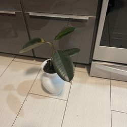 Houseplant Black Ficus