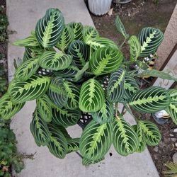 Lemon Lime Maranta Prayer Plant $35
