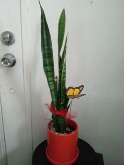 Plant