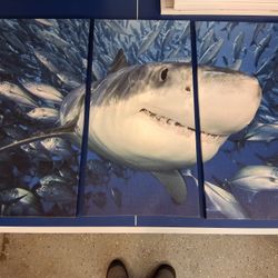 Canvas Shark Wall Art