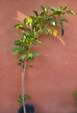 Plant trepadora with flowers color jello