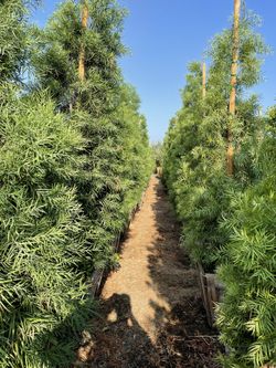 Podocarpus gracilior Column (Afrocarpus elongatus) (Nageia falcatus)