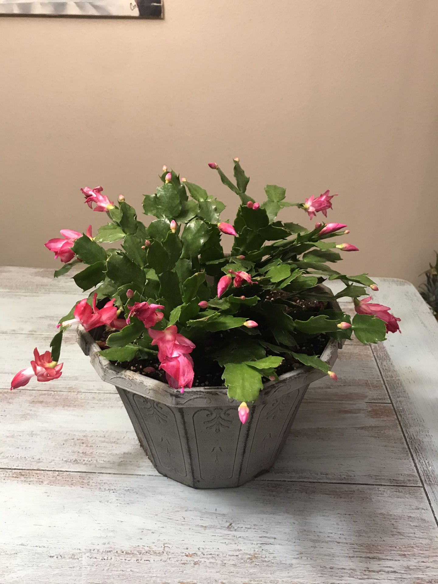 pink thanksgiving/christmas cactus flower plant