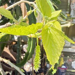 Organic Mulberry Plant (fruiting )
