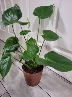 🌿Healthy Live Houseplant Monstera Deliciosa 23" Tall In Pot 6" ~ Easy To Grow