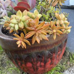 Beautiful Large Clay Pot With Succulents $80